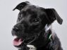 Bartley - FREE TO ADOPT!