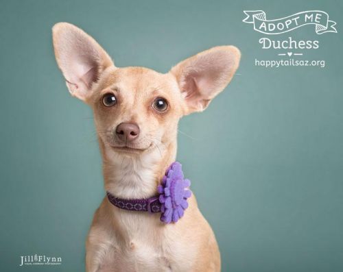 . Duchess .