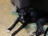 Bones HOLD FOR RESCUE