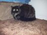 Dorrie
