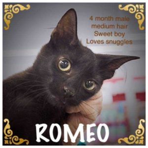 . Romeo .