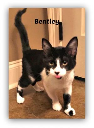 . Bentley .