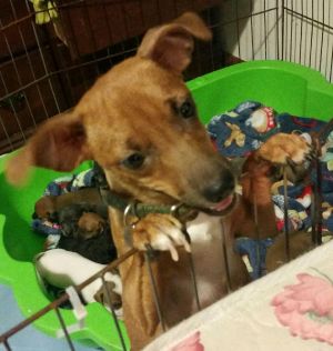 Free Dogs For Adoption In Md Free Dogs For Adoption In Md