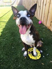 . Timmy - - Perfect Sized Playful Guy! .
