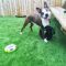 . Timmy - - Perfect Sized Playful Guy! .