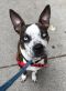 . Timmy - - Perfect Sized Playful Guy! .