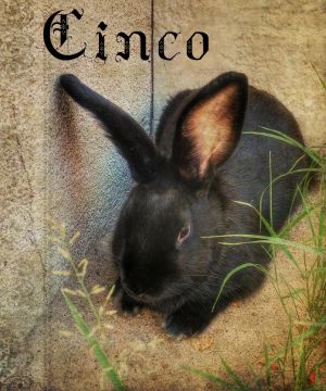 . Cinco .