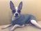 . Willie--Dog Friendly and the Best Underbite! .