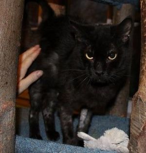. Pear (FIV+) .