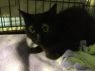 . Pear (FIV+) .
