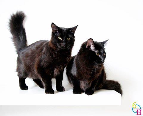 . Smokey & Bandit .