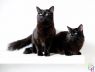 . Smokey & Bandit .