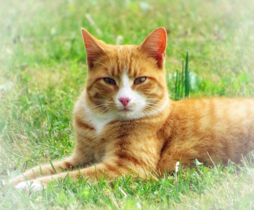 . Little Tom .