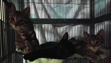 . Apollo & Zephyr - DD brothers .