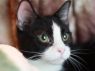 Harrington - ADOPTED