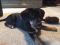 . Foster--Application Pending .