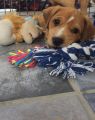 Little Miss Daisy