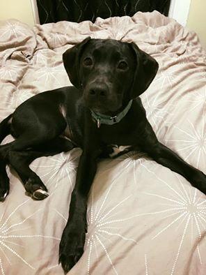 . Karter--Dog Friendly Sweetheart! .
