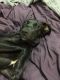 . Karter--Dog Friendly Sweetheart! .