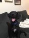 . Karter--Dog Friendly Sweetheart! .