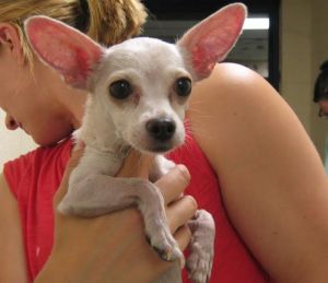 . Jewel--Teeny and Dog Friendly! .