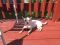 . Jewel--Teeny and Dog Friendly! .