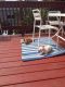 . Jewel--Teeny and Dog Friendly! .