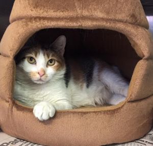 . Erin -Would like a quiet home with another kitty please .
