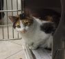 . Erin -Would like a quiet home with another kitty please .