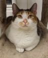 . Erin -Would like a quiet home with another kitty please .