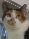 . Erin -Would like a quiet home with another kitty please .