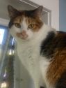 . Erin -Would like a quiet home with another kitty please .