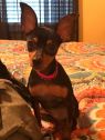 Josie