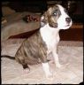 Tootsie