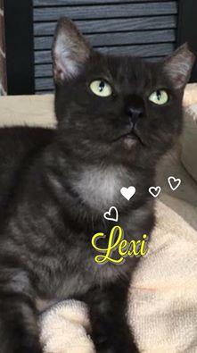 . LEXI .