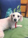 Emmie great with cats,dogs,&children.