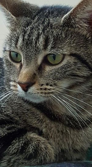 . Gidget .