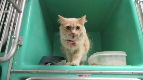 . URGENT-Many Beautiful Cats .
