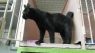 . URGENT-Many Beautiful Cats .