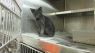 . URGENT-Many Beautiful Cats .