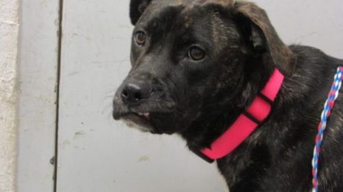. URGENT-Ella .