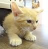 Ginger