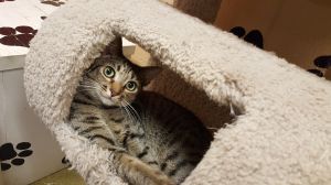 . Noble (SPECIAL ADOPTION FEE) .