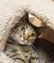 . Noble (SPECIAL ADOPTION FEE) .