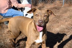 Photo of Buckshot