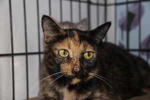 . Clariee (Semi feral) .
