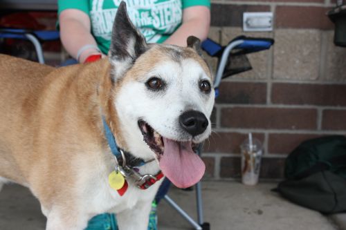 Watch Alpha Dog Online Ibtimes