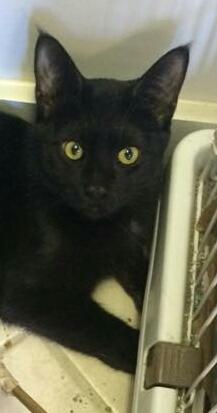 . Rambler- I want another kitty to play with! .