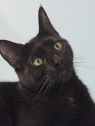 . Rambler- I want another kitty to play with! .