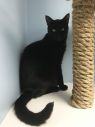. Rambler- I want another kitty to play with! .